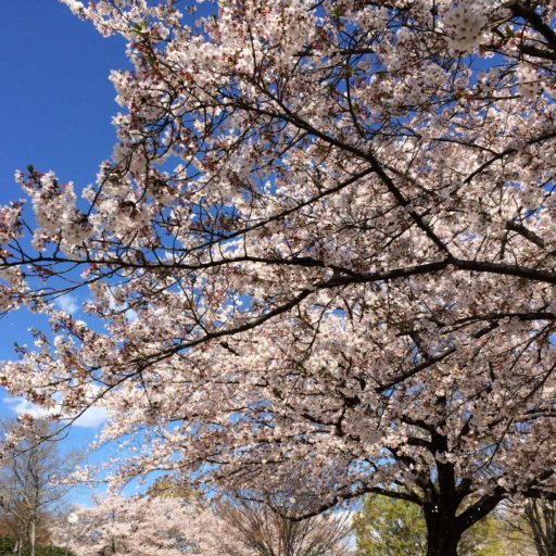 桜