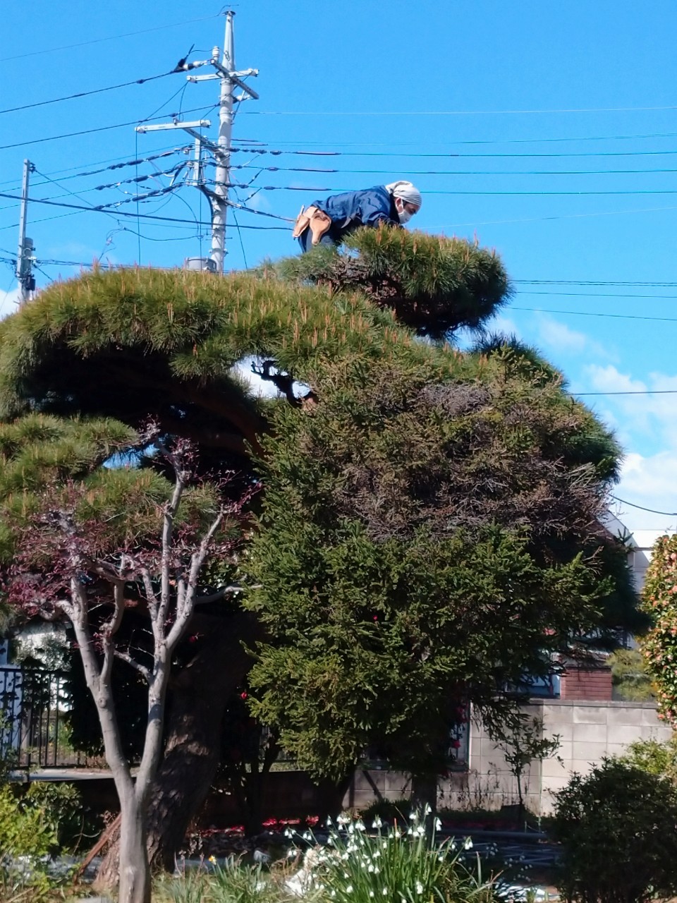 登り込み剪定