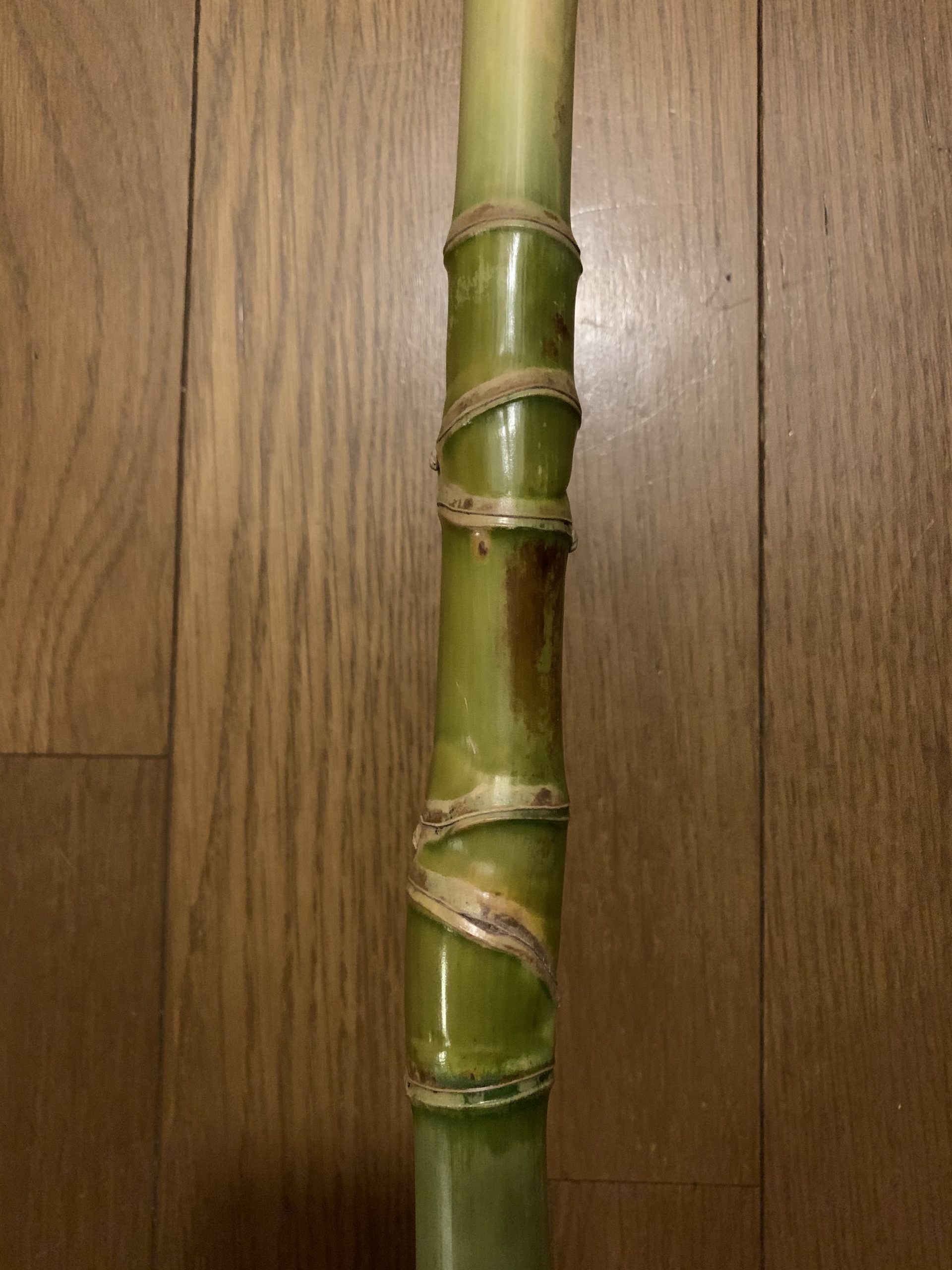 亀甲竹